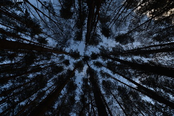bottom view gloomy forrest, low angle view trees
