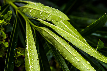 Raindrops on Green Leaves