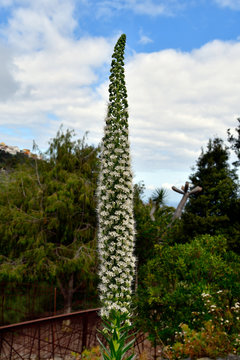 Spain, Canary Islands, Tenerife, Botany