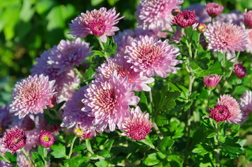 Pink chrysanthemums in the garden