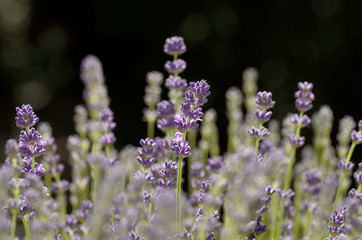  Lavendel