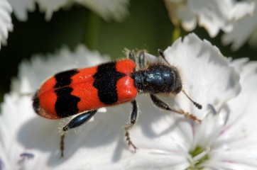 Zottiger Bienenkäfer