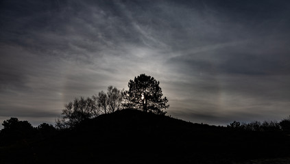 Baumsilhouette im Gegenlicht