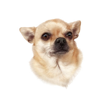 The Chihuahua dog isolated on white background. Drawing of Head of a toy terrier. Animal art collection: Dogs. Cute realistic puppy Portrait. Hand Painted Illustration of Pet. Design template.