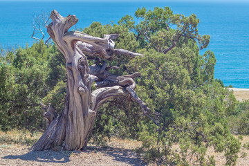 relic juniper tree on the background of the sea