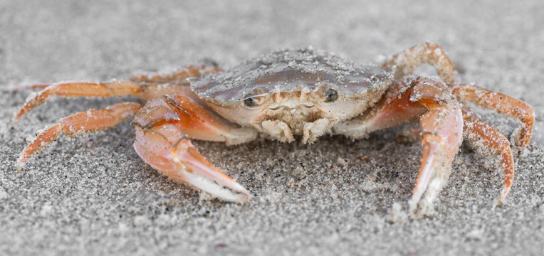 Strandkrabbe