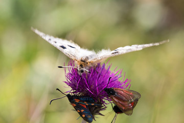 Papillon - Apollon - Parnassius apollo
