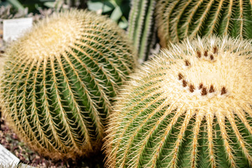 Naklejka na ściany i meble Close Up of Giant Cacti