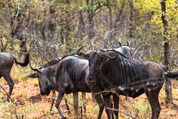Grus im Karongwe River Reservat in Südafrika