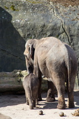 Fototapeta premium an elephant family