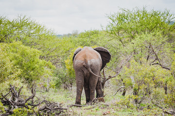 Fototapeta premium Schöner Elefant von hinten im Krüger Nationalpark in Südafrika