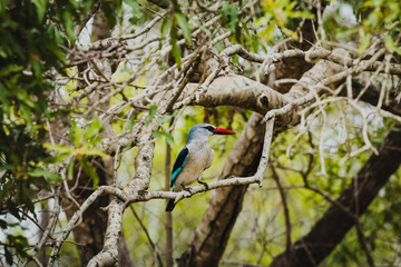 Schöner Senegalliest Eisvogel (Kingfisher) aufgenommen im Krüger Nationalpark in Südafrika - Halcyon senegalensis