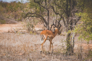 Schönes Impala mit zwei Madenpicker Vögeln im Krüger Nationalpark in Südafrika