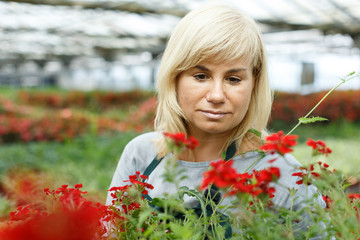 Portrait of mature female florist working with vervena plants in hothouse