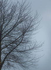 Tree branches against a cloudy sky. Vertical shot