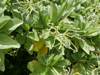 Fototapeta na wymiar tropical plants with white flowers