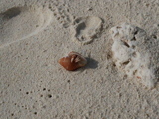 a hermit crab on the white sand of the Maldives