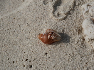 a hermit crab on the white sand of the Maldives