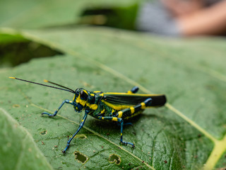 yellow and green grasshopper