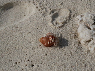 a hermit crab on the white sand of the Maldives