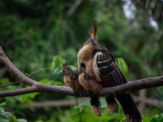 hoatzin with two young ones sitting on tree branch