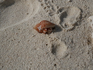 a hermit crab on the white sand of the Maldives