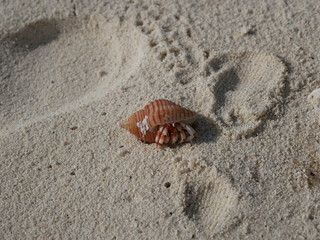 a hermit crab on the white sand of the Maldives