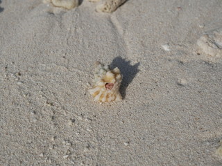 a hermit crab on the white sand of the Maldives