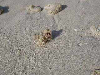 a hermit crab on the white sand of the Maldives