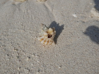 a hermit crab on the white sand of the Maldives