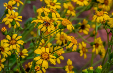Bee for fall