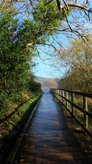 A wooden bridge with handrail passing though trees on a clear autumn day with blue sky.