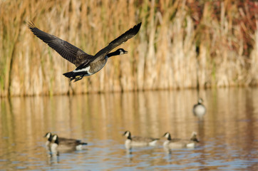 Canada Goose Flying Low Over the Autumn Wetlands