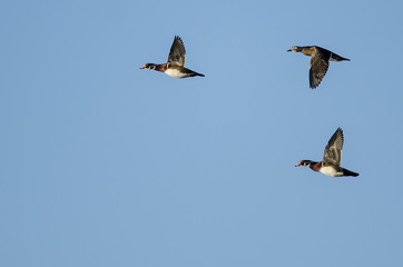 Flock of Wood Ducks Flying in a Blue Sky