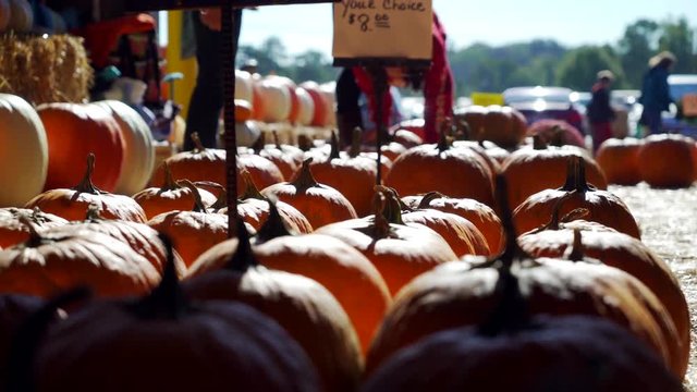 Punpkins being sold at farmer's market or fall festival