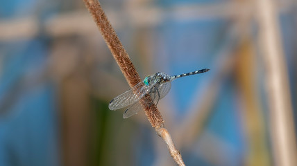 A Colorful Thornbush Dasher Dragonfly (Micrathyria hagenii) Perched on Dried Grass in Punta Mita, Nayarit, Mexico