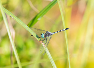 A Colorful Thornbush Dasher Dragonfly (Micrathyria hagenii) Perched on Dried Grass in Punta Mita, Nayarit, Mexico