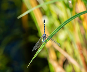A Colorful Thornbush Dasher Dragonfly (Micrathyria hagenii) Perched on Dried Grass in Punta Mita, Nayarit, Mexico