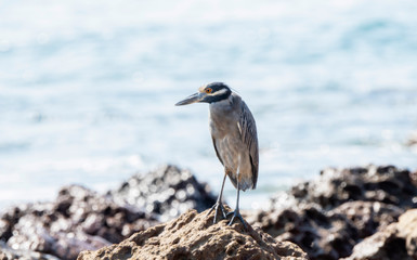 An Adult Yellow-Crowned Night-Heron (Nyctanassa violacea) Rests on the Rocky Shore of the Ocean at Punta Mita, Nayarit, Mexico