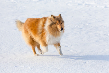 Collie dog running on snow field