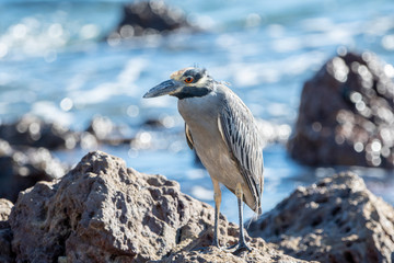 An Adult Yellow-Crowned Night-Heron (Nyctanassa violacea) Rests on the Rocky Shore of the Ocean at Punta Mita, Nayarit, Mexico
