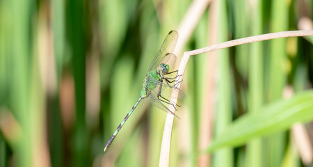 A Great Pondhawk (Erythemis vesiculosa) Dragonfly Perches on a Twig in Punta de Mita, Nayarit, Mexico