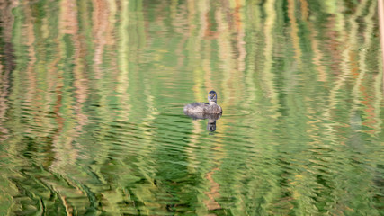 A Least Grebe (Tachybaptus dominicus) Floats in a Small Pond with Beautiful Reflections in Punta Mita, Nayarit, Mexico