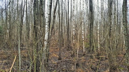 Obraz premium Young birch forest