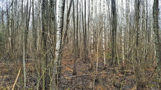 Fototapeta Young birch  forest