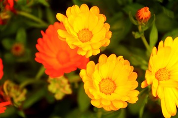 orange flower