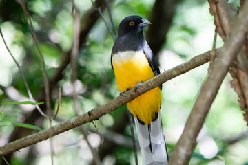 A Bright Endemic Yellow & Green Iridescent Citreoline Trogon (Trogon citreolus) Perched High in a Tree in Punta de Mita, Nayarit, Mexico