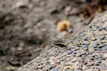 A Small Skink Lizard Looks Over the Edge of a Sidewalk in Punta de Mita, Nayarit, Mexico