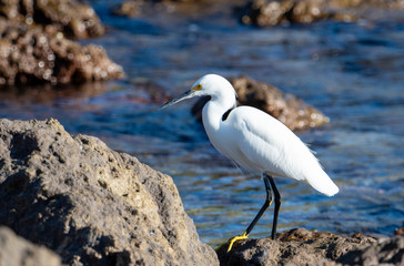 A Snowy Egret (Egretta thula) Rests & Forages for Food on the Rocky Ocean Shore of Punta de Mita, Nayarit, Mexico