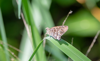 A Small Butterfly Perched on a Blade of Grass in Punta de Mita, Nayarit, Mexico
